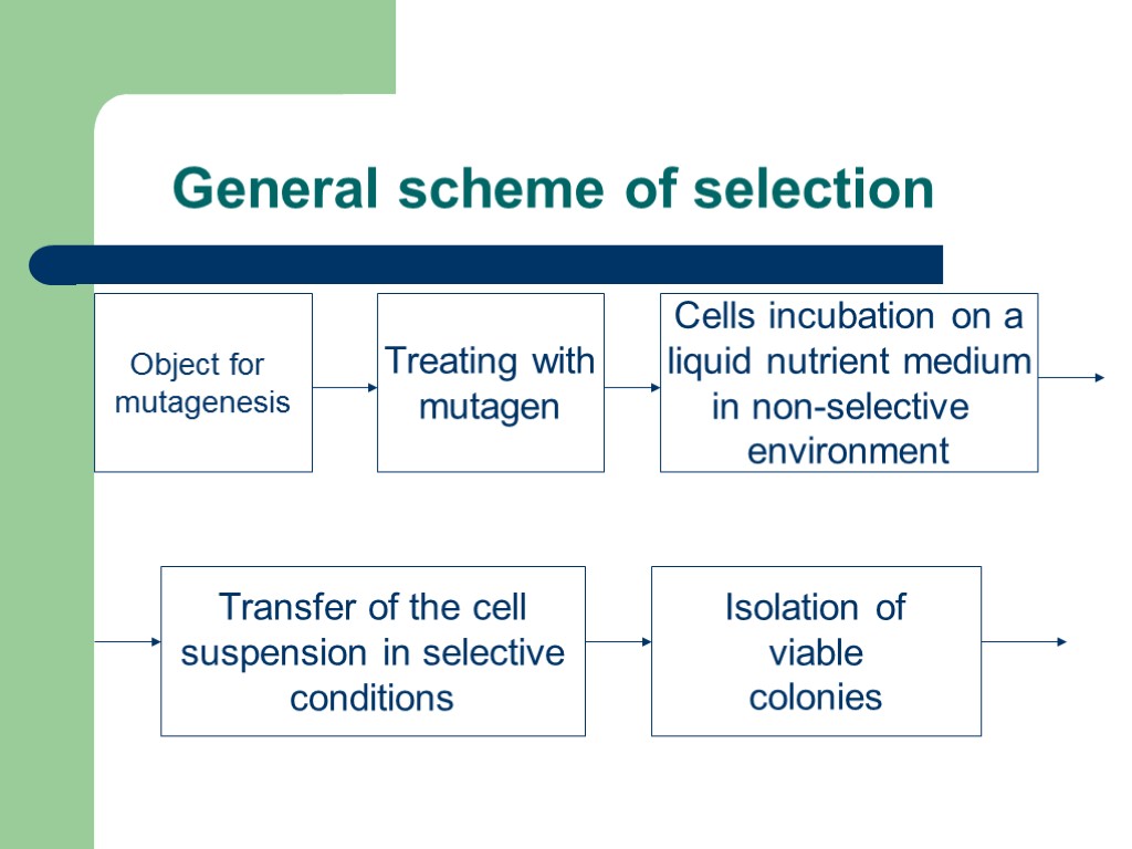 General scheme of selection Object for mutagenesis Treating with mutagen Cells incubation on a
